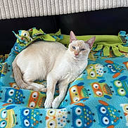 Mooshie is registered to the contest to win money with this photo: cat, blanket, owl_pattern, couch, feline, indoor, relaxed, cream_color, blue, colorful, pattern, cozy, pet, fur, animal, resting, soft_texture, home, comfort, domestic