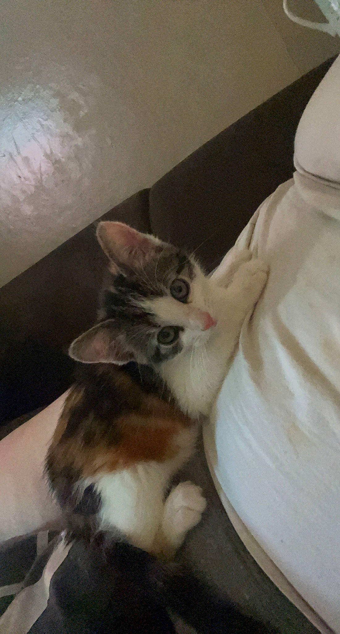 Audrey joined the competition — help win amazing prizes! box, cardboard, carnivore, cat, claw, comfort, domestic_short_haired_cat, ear, fawn, felidae, foot, fur, hardwood, lap, leg, paw, small_to_medium_sized_cats, snout, tail, whiskers