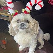 Smidgen joined the competition — help win amazing prizes! dog, small_dog, fluffy, antlers, candy_cane, holiday_costume, pet, indoor, couch, living_room, table, decor, brown_couch, cute, festive, animal, fur, ears, face, paw