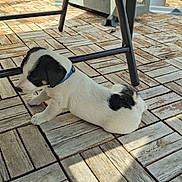 Baloo participe au concours pour gagner de l'argent avec cette photo : animal, black_and_white, blue_collar, cute, daylight, dog, domestic_animal, floor_tiles, outdoor, pet, puppy, relaxing, resting, shadow, small_dog, stretching, sunlight, table, wooden_floor, young_dog