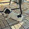 animal, black_and_white, blue_collar, cute, daylight, dog, domestic_animal, floor_tiles, outdoor, pet, puppy, relaxing, resting, shadow, small_dog, stretching, sunlight, table, wooden_floor, young_dog