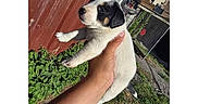 Baloo a rejoint le concours — aidez-le/la à gagner de superbes lots ! animal, backyard, building, cute, daylight, dog, fence, grass, hand, holding, nature, outdoor, pet, portrait, puppy, screenshot, sky, small_dog, social_media, young_animal