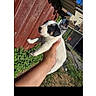 animal, backyard, building, cute, daylight, dog, fence, grass, hand, holding, nature, outdoor, pet, portrait, puppy, screenshot, sky, small_dog, social_media, young_animal