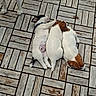 adorable, animal, black_fur, brown_fur, collar, cute, dog, floor, fur, lying_down, outdoor, paw, pet, puppy, resting, sleeping, tile_pattern, white_fur, wooden_floor, young
