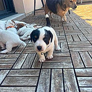 Baloo participe au concours pour gagner de l'argent avec cette photo : puppy, dog, adult_dog, outdoor, patio, wooden_floor, collar, bell, resting, playing, curious, pet, animal, canine, group, young, alert, brown_dog, black_and_white_puppy, sunlight