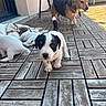 puppy, dog, adult_dog, outdoor, patio, wooden_floor, collar, bell, resting, playing, curious, pet, animal, canine, group, young, alert, brown_dog, black_and_white_puppy, sunlight