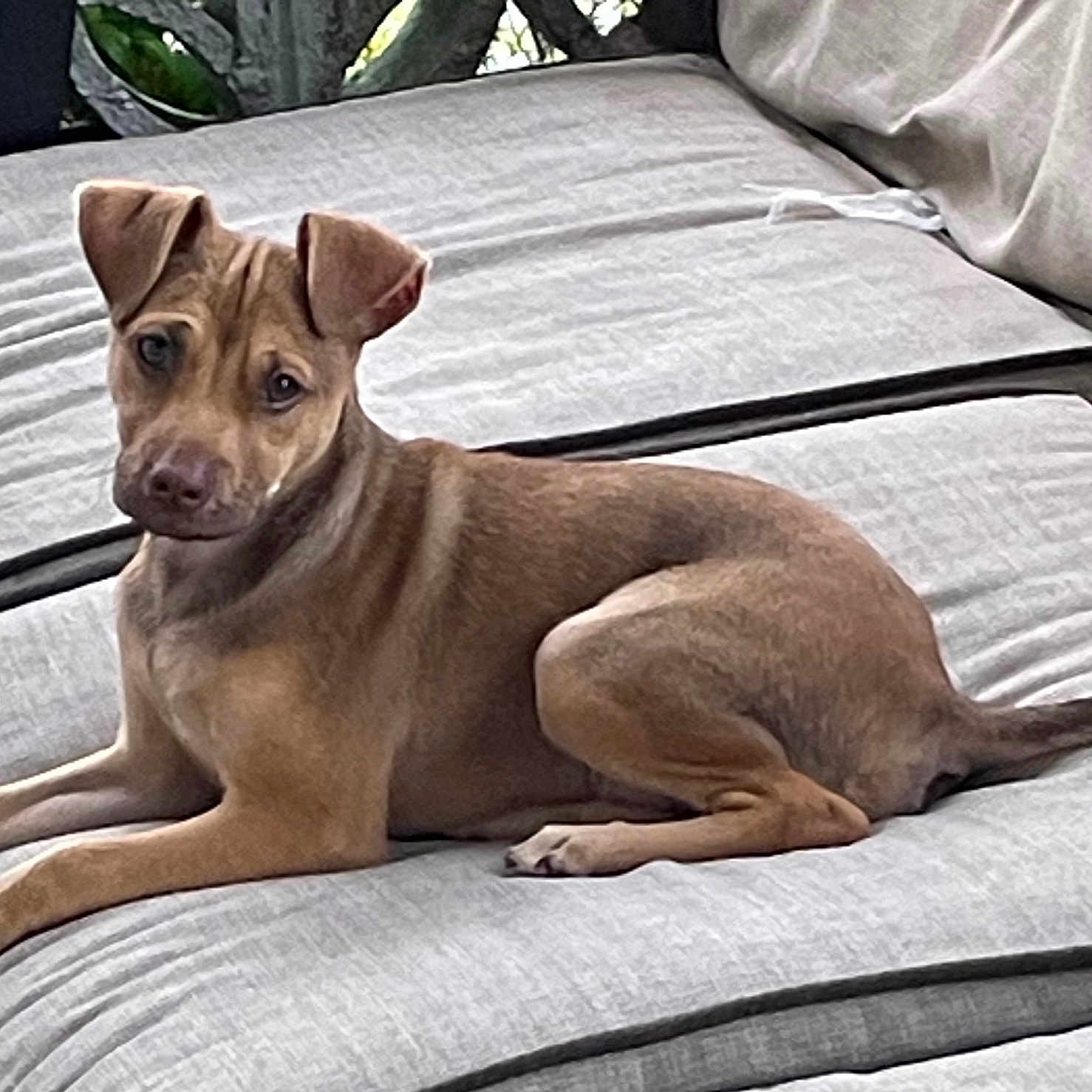 Tucker is registered to the contest to win money with this photo: alert, animal, brown_dog, canine, comfortable, couch, cute, dog, domestic_animal, ears, fur, furniture, home, indoor, laying_down, looking, pet, relaxed, resting, sofa