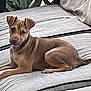 Tucker is registered to the contest to win money with this photo: dog, brown_dog, sofa, couch, pet, animal, indoor, relaxed, ears, fur, canine, laying_down, looking, comfortable, home, furniture, cute, domestic_animal, resting, alert