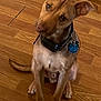 Tucker is registered to the contest to win money with this photo: dog, pet, wooden_floor, collar, tag, sitting, brown, curious, ears_up, indoor, animal, canine, looking_up, cute, young_dog, alert, companion, fur, domestic, portrait