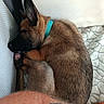 Louky participe au concours pour gagner de l'argent avec cette photo : puppy, dog, sleeping, curled_up, brown_fur, black_muzzle, large_ears, collar, turquoise_collar, pet, animal, close_up, indoors, bed, blanket, cuddling, human_arm, tattoo, cozy, nap