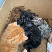 Zara a rejoint le concours — aidez-le/la à gagner de superbes lots ! abyssinian, animal, architecture, armchair, box, building, cardboard, cat, chair, couch, furniture, indoors, kitten, livingroom, manx, person, pet, room, siamese, sleeping