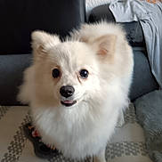 Appy a rejoint le concours — aidez-le/la à gagner de superbes lots ! dog, white_dog, fluffy, pet, indoor, couch, fabric, fur, animal, cute, tongue_out, looking_up, companion, household, living_room, soft, friendly, domestic, small_dog, canine