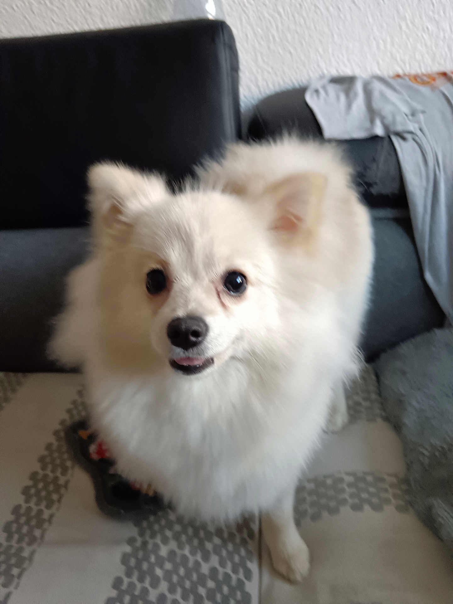 Appy a rejoint le concours — aidez-le/la à gagner de superbes lots ! dog, white_dog, fluffy, pet, indoor, couch, fabric, fur, animal, cute, tongue_out, looking_up, companion, household, living_room, soft, friendly, domestic, small_dog, canine