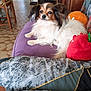 dog, small_dog, fluffy, indoor, cushion, purple_cushion, plush_toy, wooden_chair, tile_floor, home_interior, desk, resting_dog, pet, animal, fur, ears, tongue_out, relaxed, living_room, colorful_walls
