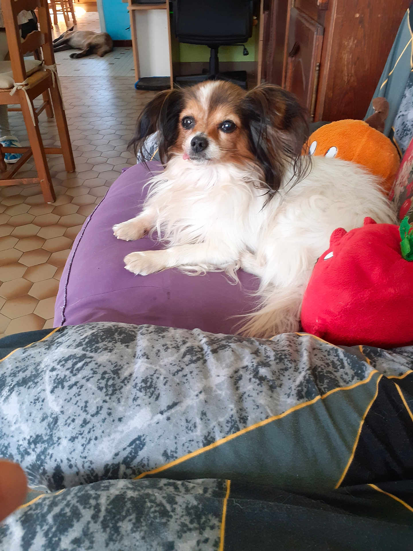 Hypso participe au concours pour gagner de l'argent avec cette photo : dog, small_dog, fluffy, indoor, cushion, purple_cushion, plush_toy, wooden_chair, tile_floor, home_interior, desk, resting_dog, pet, animal, fur, ears, tongue_out, relaxed, living_room, colorful_walls