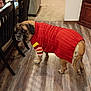 animal, brown_dog, cabinet, carpet, chairs, cozy, dining_table, dog, flooring, furniture, home, indoor, large_dog, looking_back, pet, red_clothing, striped_sleeve, sweater, warm_lighting, wooden_floor