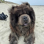 Enzo joined the competition — help win amazing prizes! dog, chow_chow, beach, sand, fluffy, animal, pet, canine, outdoor, nature, fur, tongue, paw, leash, cloudy_sky, bag, relaxed, mammal, cute, portrait