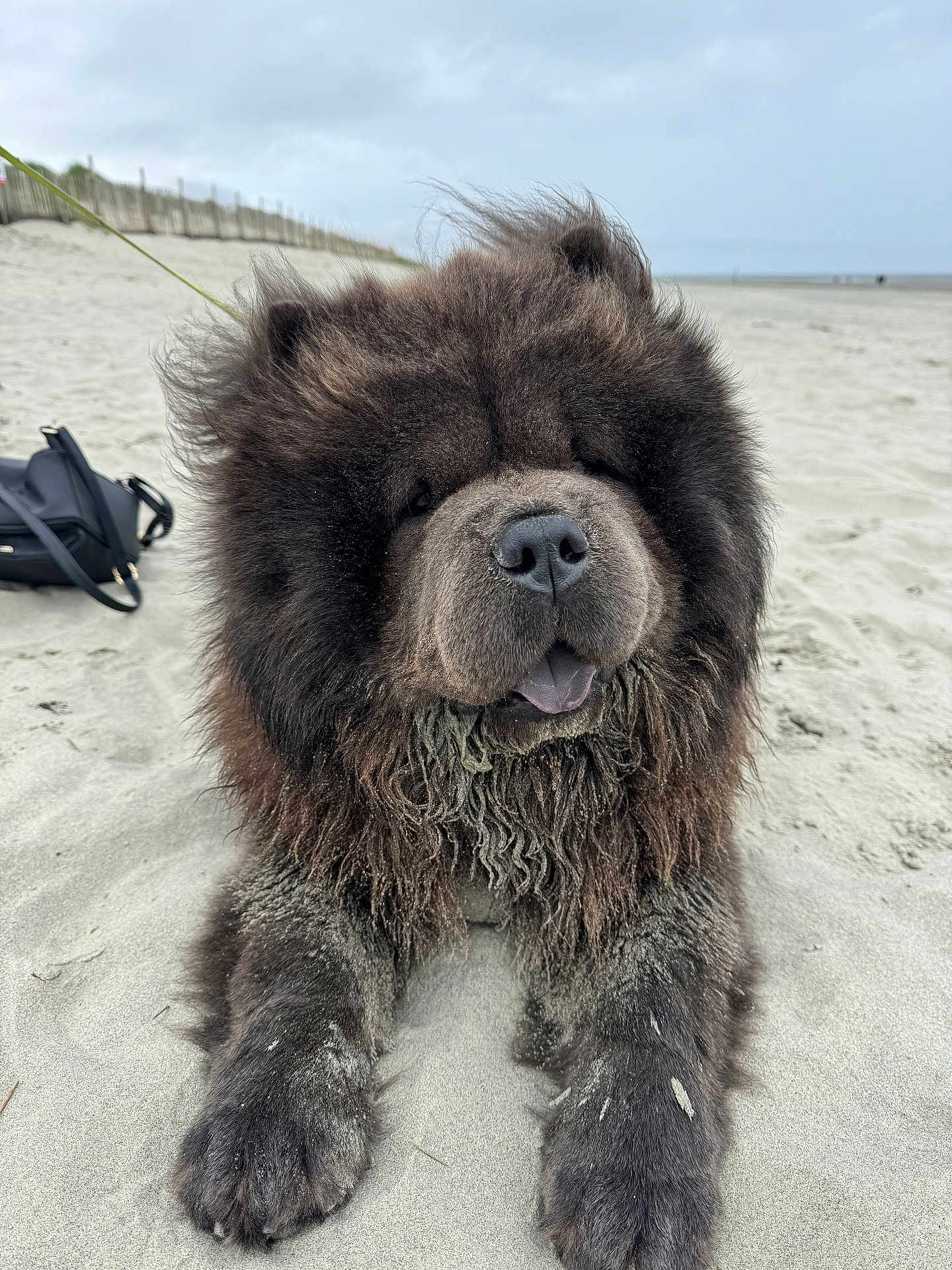 Enzo joined the competition — help win amazing prizes! dog, chow_chow, beach, sand, fluffy, animal, pet, canine, outdoor, nature, fur, tongue, paw, leash, cloudy_sky, bag, relaxed, mammal, cute, portrait