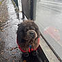 Enzo joined the competition — help win amazing prizes! dog, fluffy, red_jacket, wet_sidewalk, rainy, bus_stop, pavement, urban, street, reflection, vehicle, gray_car, fence, leaf, puddle, overcast, outdoor, canine, waiting, muzzle