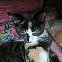 cat, calico, pet, animal, whiskers, fur, ears, eyes, quilt, pillow, fabric, indoor, resting, cute, domestic, cozy, relaxed, sleepy, closeup, feline
