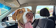 Asani joined the competition — help win amazing prizes! animal, brown_and_white, canine, car_interior, close_up, collar, companion, daylight, dog, excited, front_seat, happy, inside, leash, pet, seat, tongue, transportation, vehicle, window