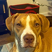 Asani is registered to the contest to win money with this photo: animal, brown, canine, carpet, closeup, container, dog, ears, eyes, face, floor, fur, furniture, household, indoor, looking, pet, portrait, sitting, white