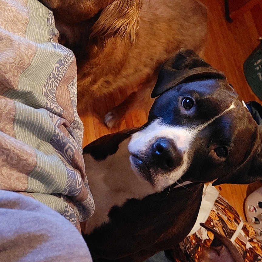 Delta Echo And Basil