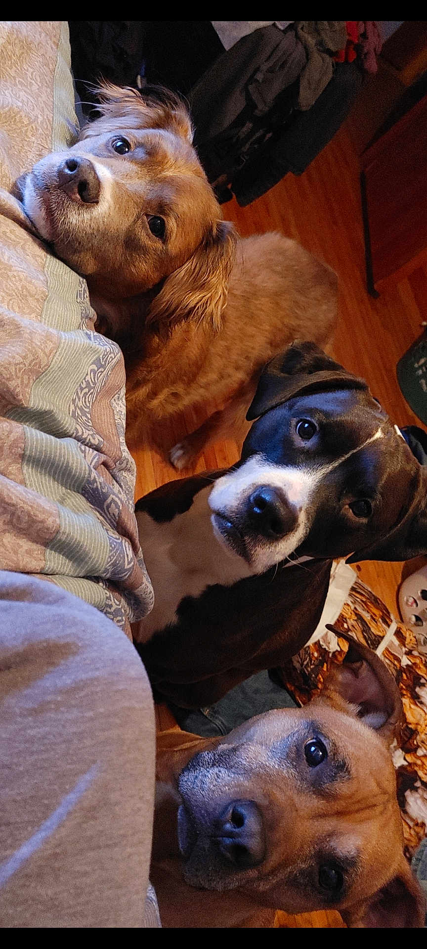 Delta Echo And Basil