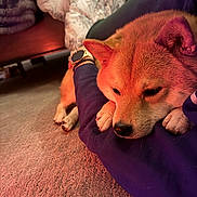 Mashu is registered to the contest to win money with this photo: dog, shiba_inu, pet, sleeping, relaxed, paw, nose, fur, wristwatch, arm, blanket, bed, beanbag, carpet, indoor, close_up, portrait, warm_lighting, cozy, human