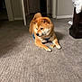 Mashu joined the competition — help win amazing prizes! dog, shiba_inu, pet, indoor, carpet, harness, chew_toy, treat, bone, lying_down, paws, fur, head, face, furniture, bedside_table, doorway, hallway, home_interior, calm