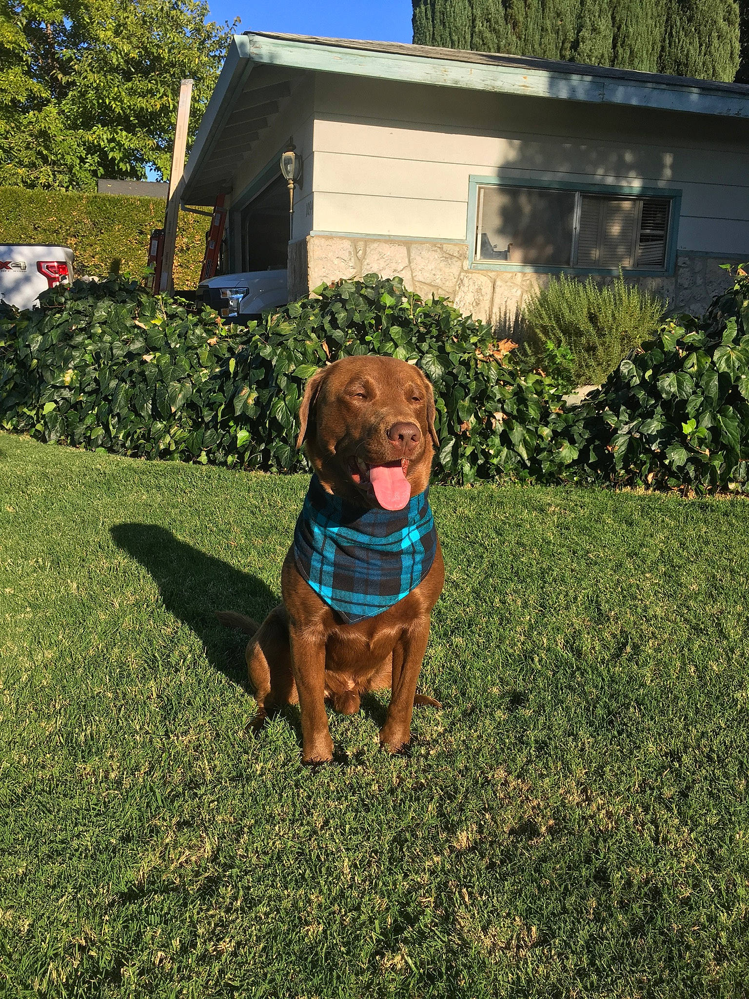 Choco is registered to the contest to win money with this photo: building, carnivore, collar, companion_dog, dog, dog_breed, fawn, garden, grass, groundcover, gun_dog, house, lawn, liver, plant, shrub, sky, sporting_group, tree, working_animal