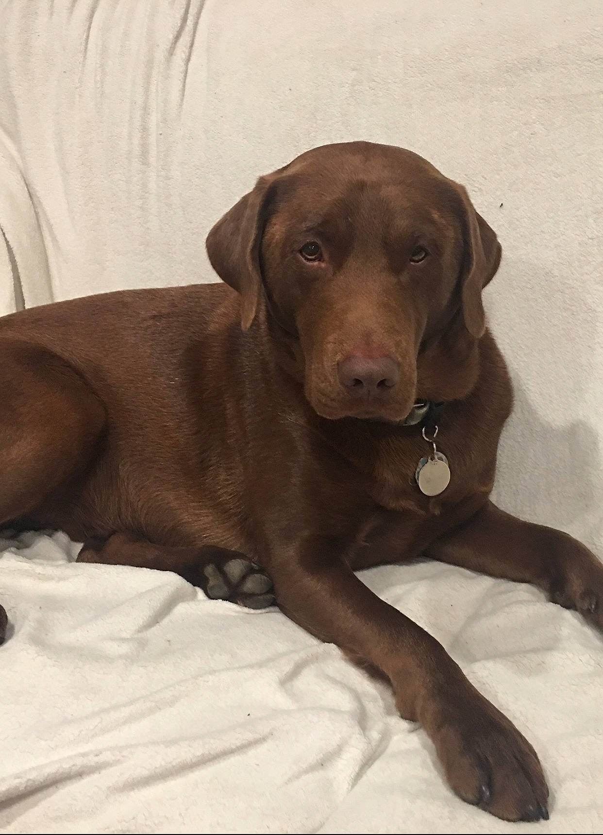 Choco joined the competition — help win amazing prizes! borador, canidae, carnivore, collar, comfort, companion_dog, dog, dog_breed, dog_collar, fawn, fur, gun_dog, liver, pet_supply, puppy, snout, sporting_group, terrestrial_animal, whiskers, working_animal