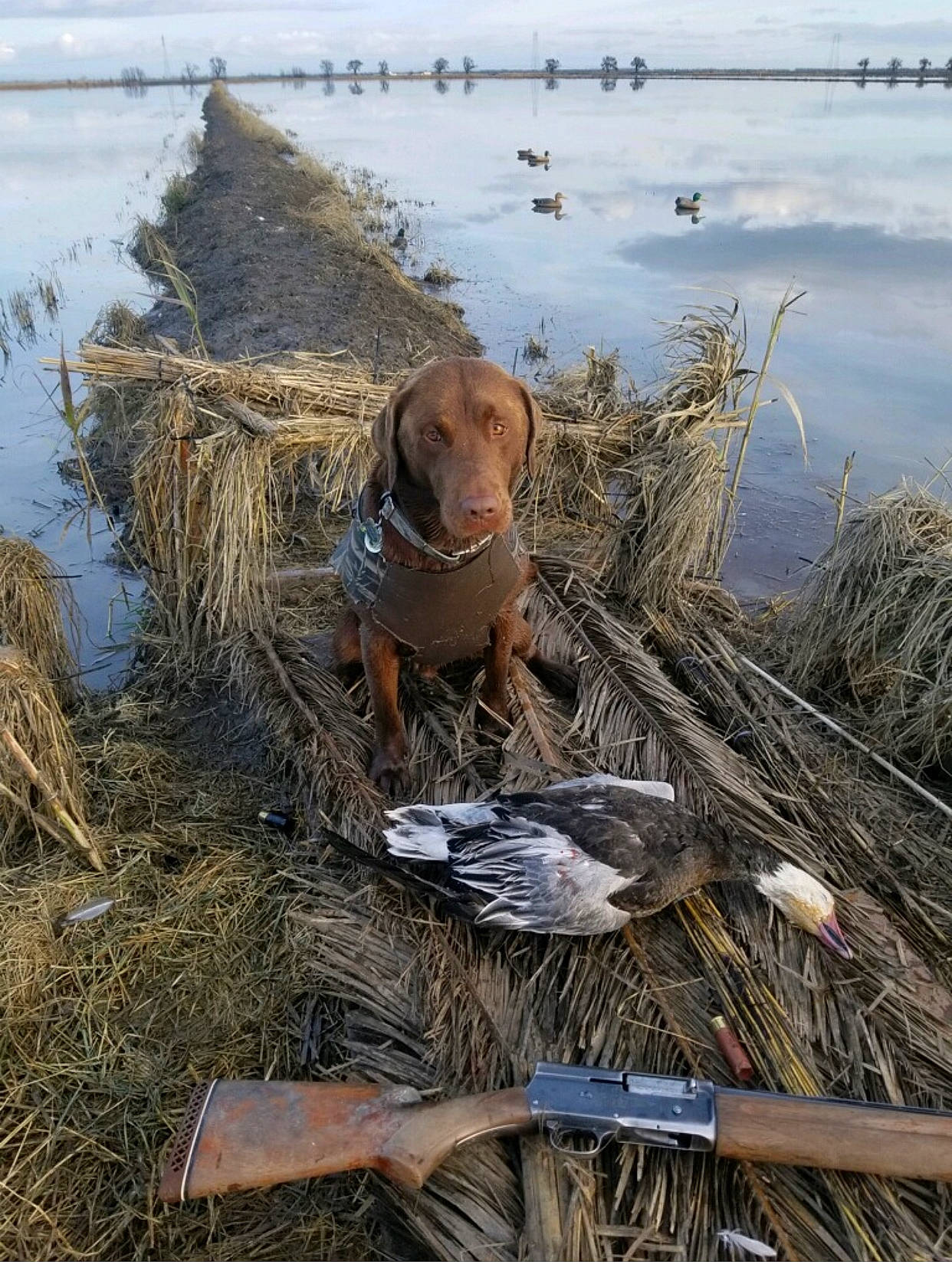 Choco is registered to the contest to win money with this photo: body_of_water, canidae, carnivore, collar, dog, dog_breed, fawn, grass, grass_family, gun_dog, lake, liver, pollution, sky, sporting_group, vertebrate, water, wetland, wood, working_animal