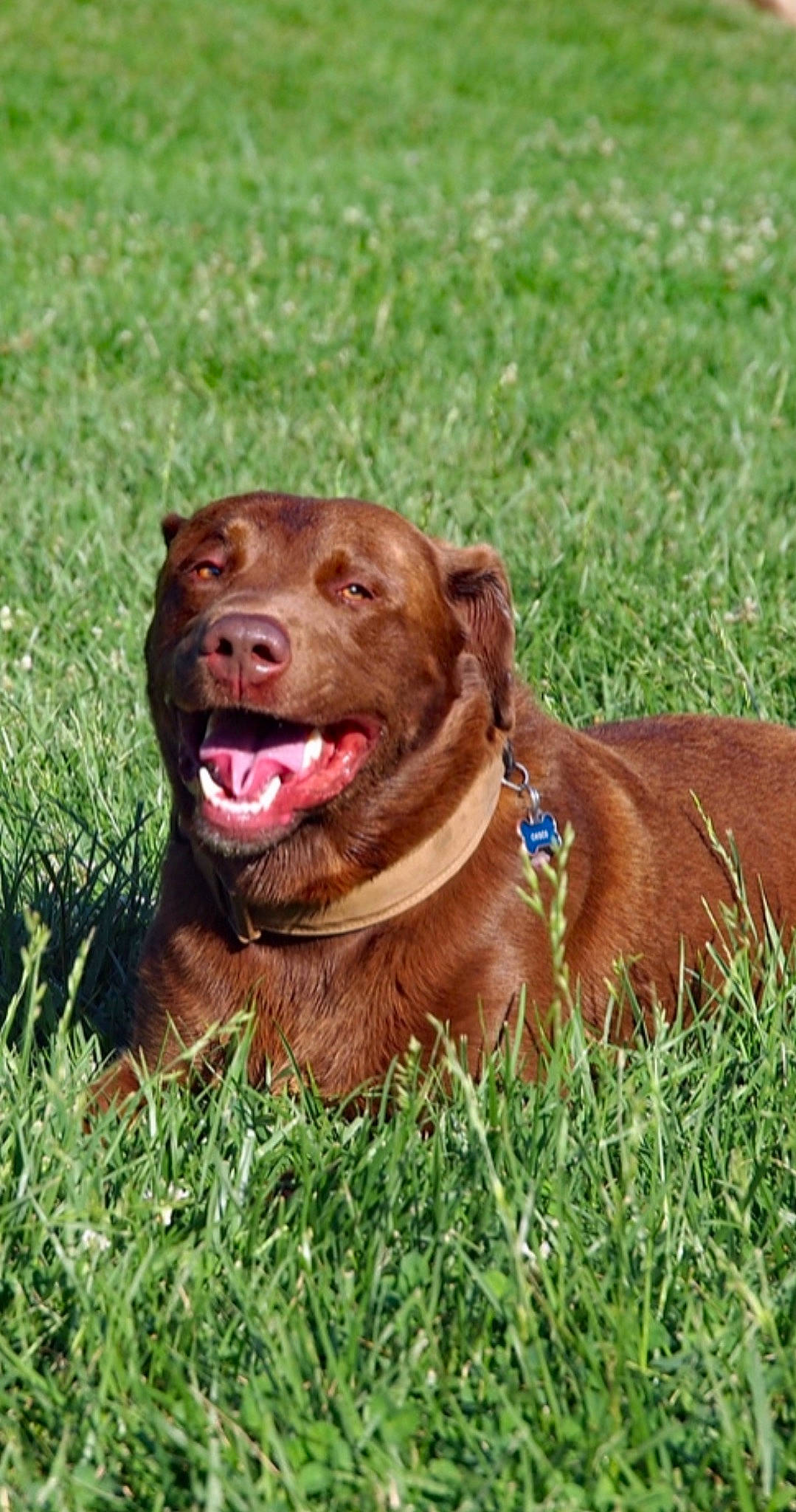 Choco is registered to the contest to win money with this photo: canidae, carnivore, collar, companion_dog, dog, dog_breed, dog_collar, grass, gun_dog, hunting_dog, labrador_retriever, liver, plant, pointing_breed, retriever, snout, sporting_group, terrestrial_animal, working_animal, working_dog