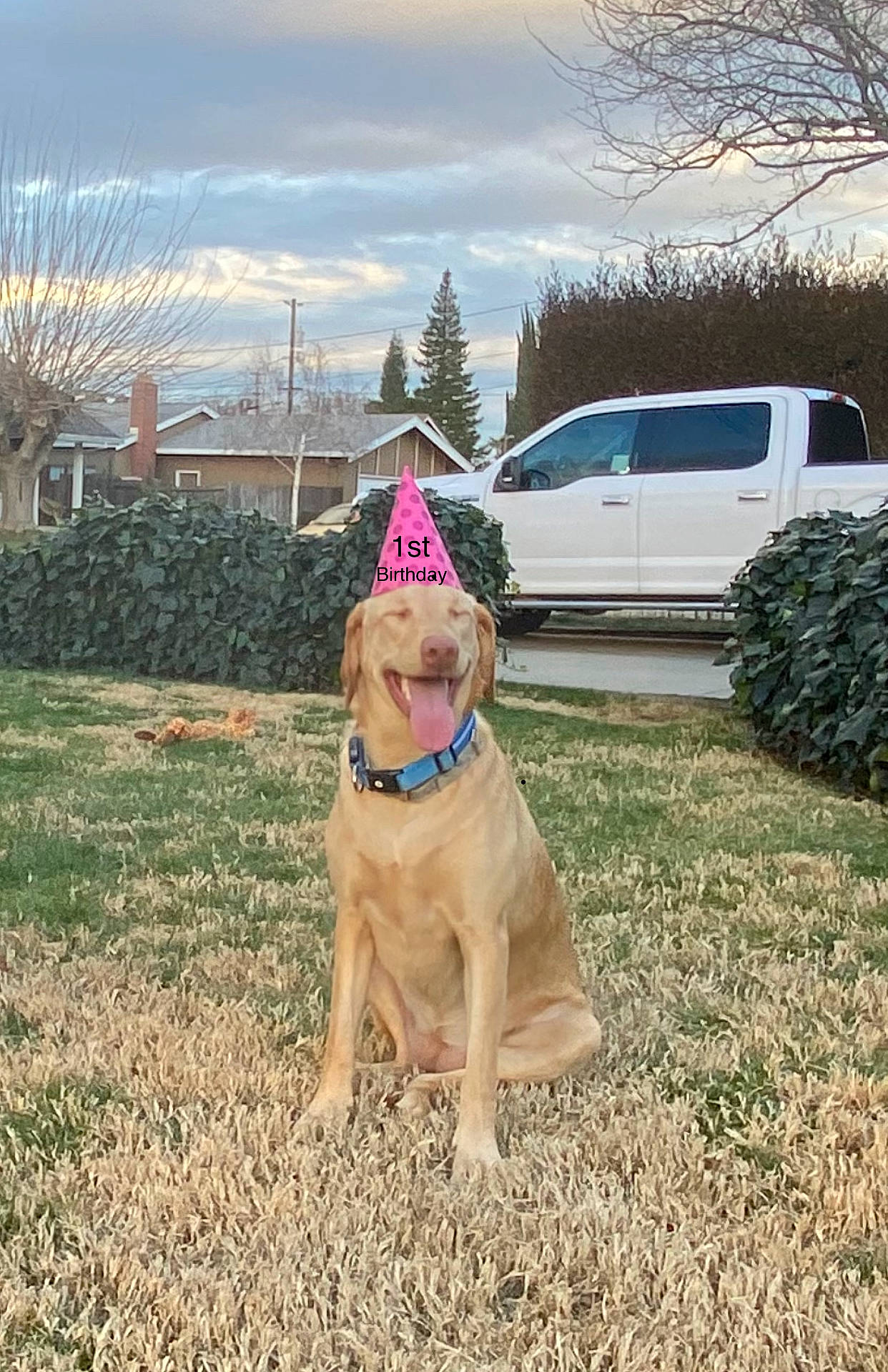 Annie joined the competition — help win amazing prizes! car, carnivore, cloud, collar, companion_dog, dog, dog_breed, dog_collar, fawn, grass, hat, pet_supply, plant, sky, tire, tree, van, vehicle, wheel, working_animal