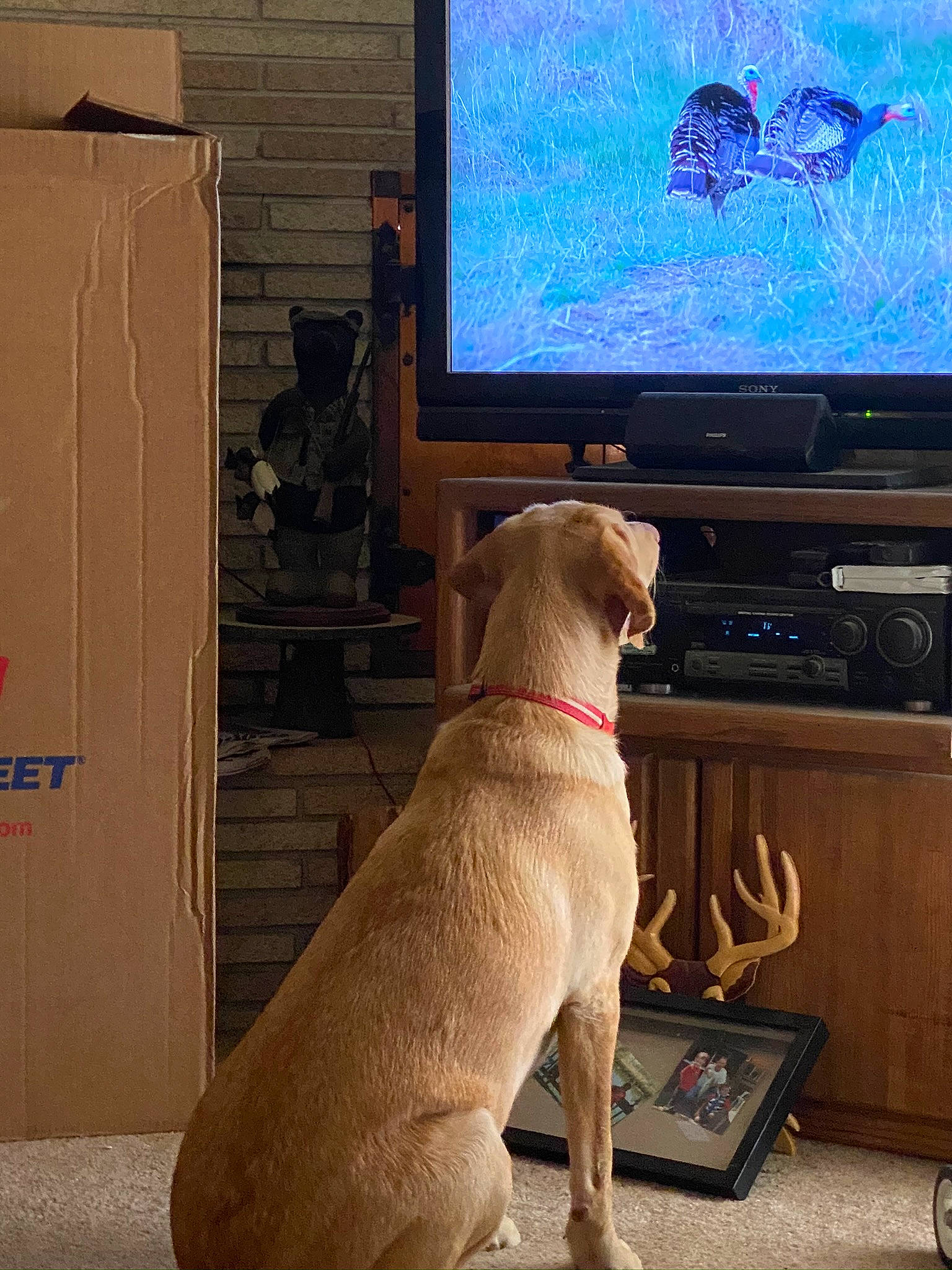 Annie joined the competition — help win amazing prizes! cable_television, carnivore, collar, companion_dog, display_device, dog, dog_breed, dog_collar, fawn, flat_panel_display, gadget, home_appliance, led_backlit_lcd_display, output_device, pet_supply, tail, television, television_set, wood, working_animal