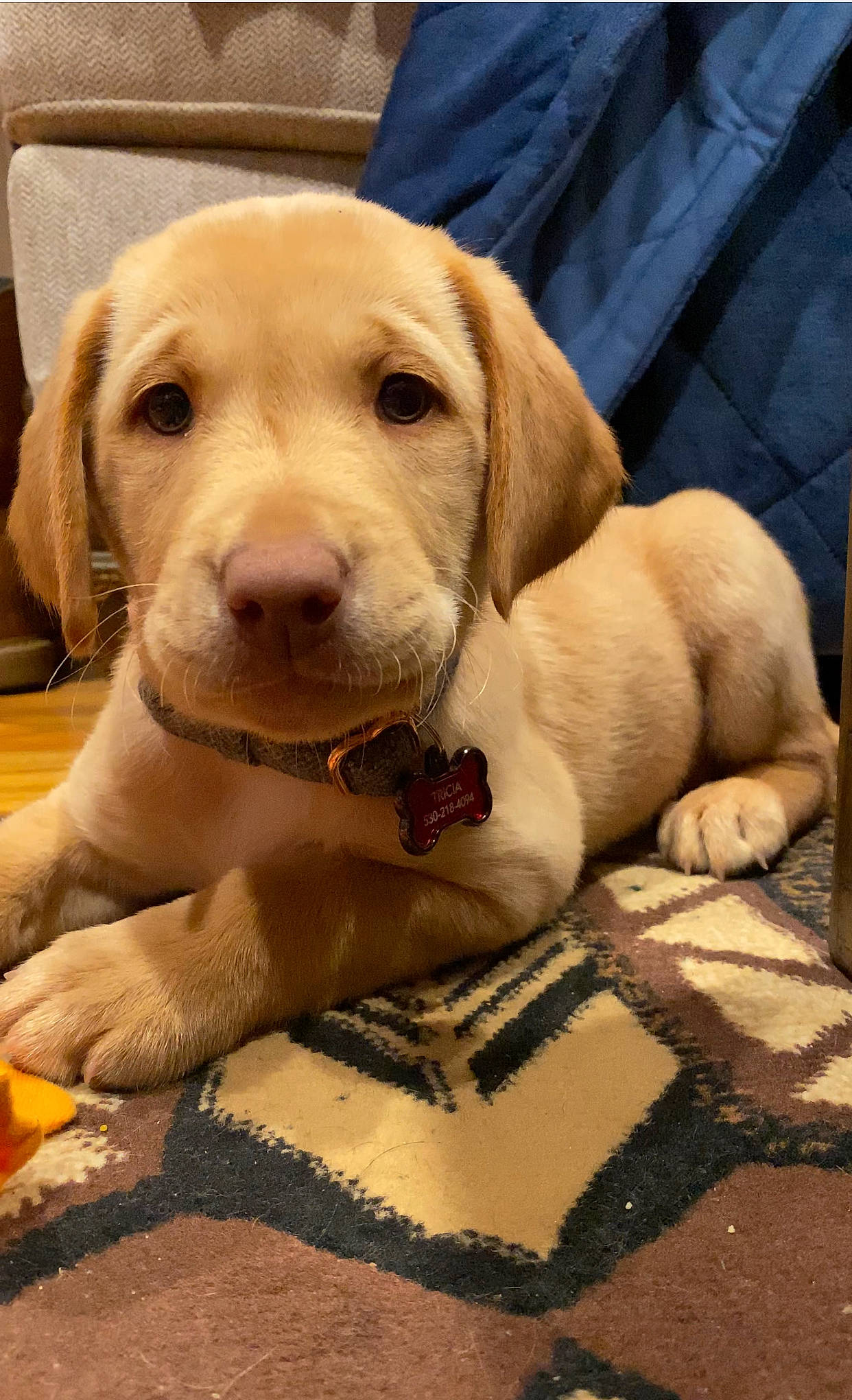 Annie joined the competition — help win amazing prizes! canidae, carnivore, companion_dog, dog, dog_breed, dog_collar, dog_supply, ear, fawn, floor, flooring, fur, liver, pet_supply, rectangle, snout, sporting_group, whiskers, wood, working_animal