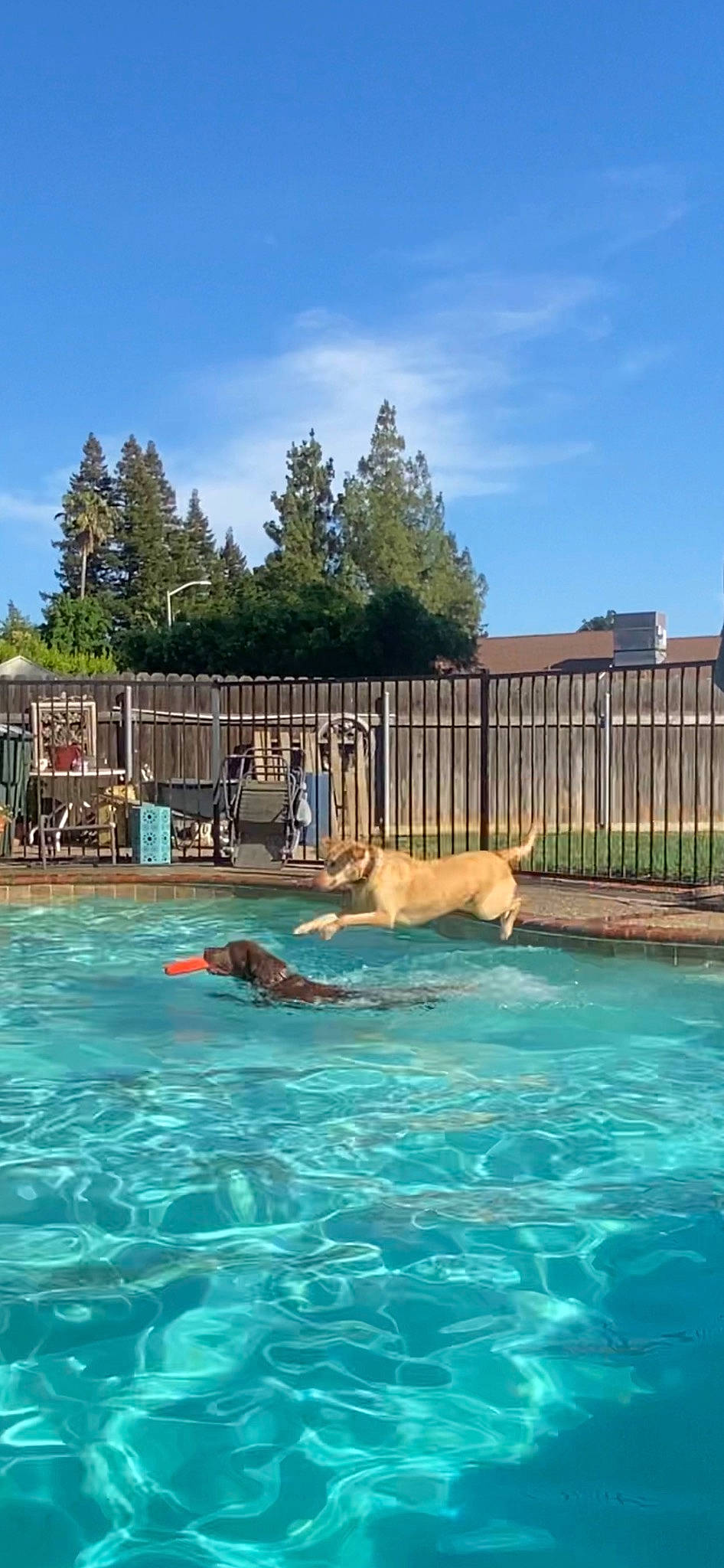 Annie is registered to the contest to win money with this photo: building, carnivore, chair, cloud, dog, fence, golden_retriever, home_fencing, landscape, leisure, ocean, outdoor_furniture, plant, recreation, resort, resort_town, sky, swimming_pool, tree, water