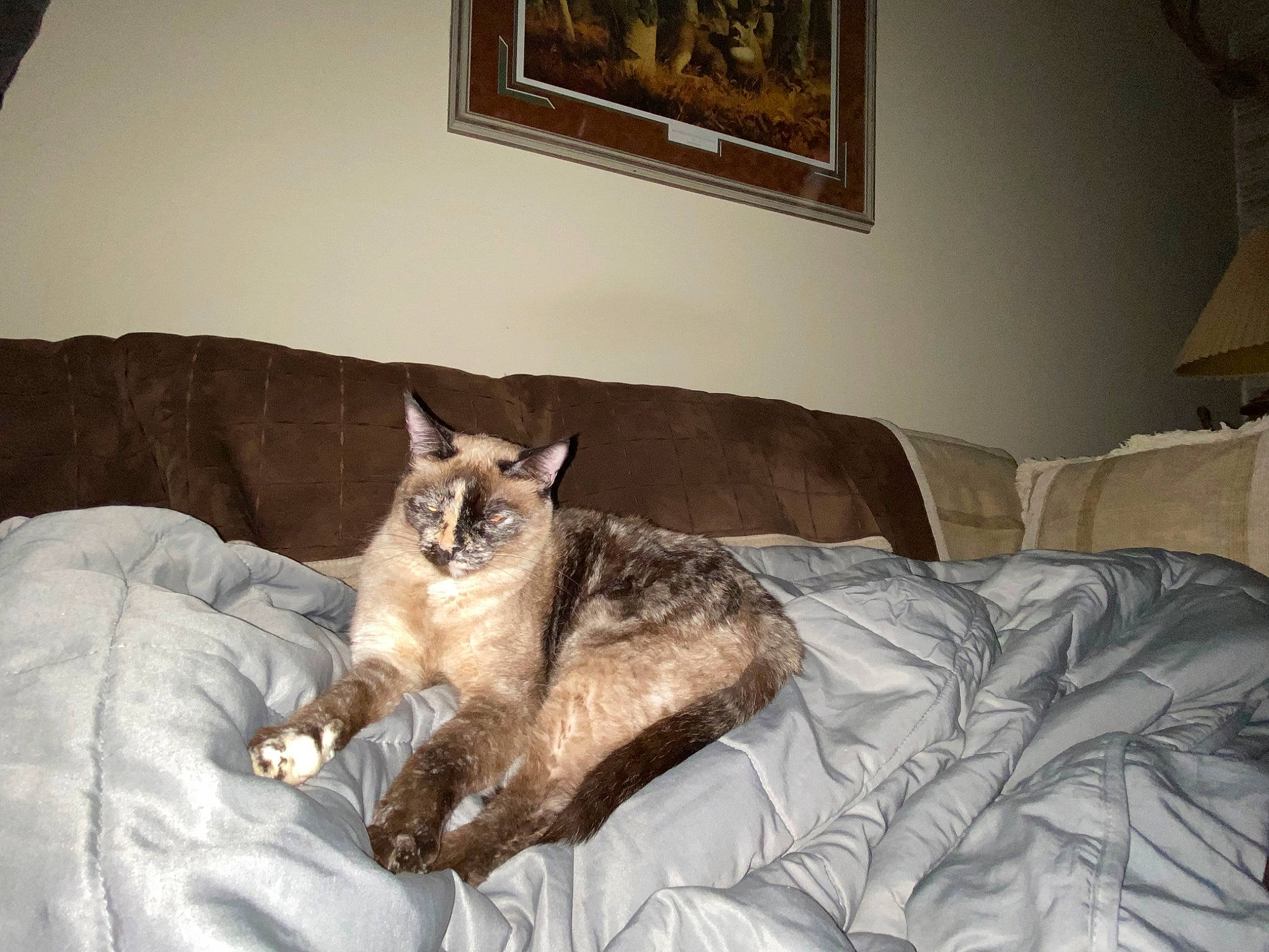 Alley is registered to the contest to win money with this photo: carnivore, cat, comfort, couch, fawn, felidae, flooring, grey, hardwood, house, linens, living_room, picture_frame, room, small_to_medium_sized_cats, studio_couch, tail, tree, whiskers, wood