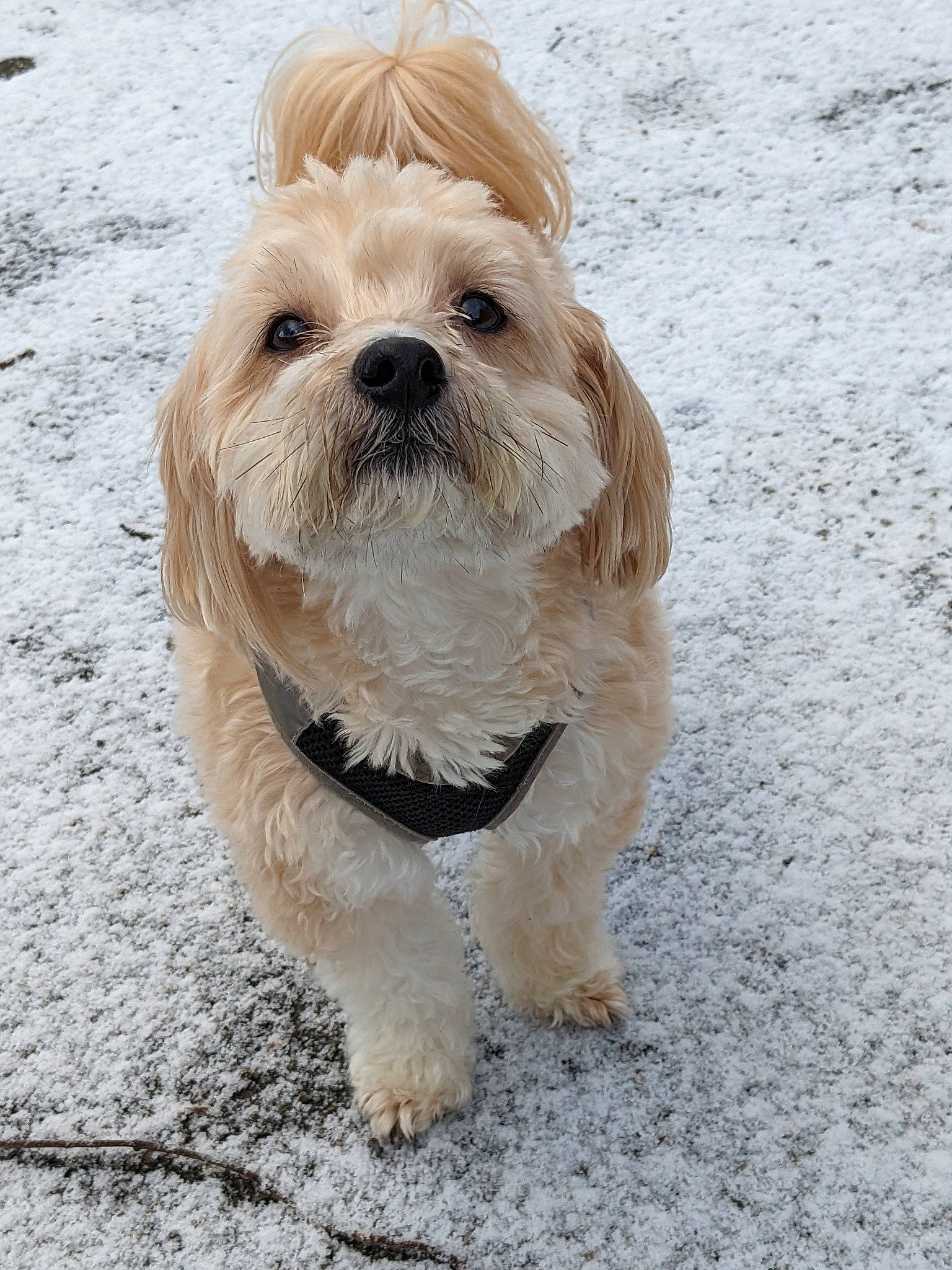 Zac is registered to the contest to win money with this photo: ancient_dog_breeds, canidae, carnivore, companion_dog, dog, dog_breed, dog_collar, dog_supply, fur, liver, non_sporting_group, shih_tzu, small_terrier, snout, snow, sporting_group, terrestrial_animal, terrier, toy_dog, working_animal