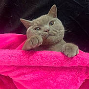 Luey is registered to the contest to win money with this photo: cat, kitten, gray_fur, animal, pet, face, eyes, whiskers, ears, paws, pink_blanket, fleece, indoor, portrait, close_up, looking_at_camera, resting, cozy, colorful, cute