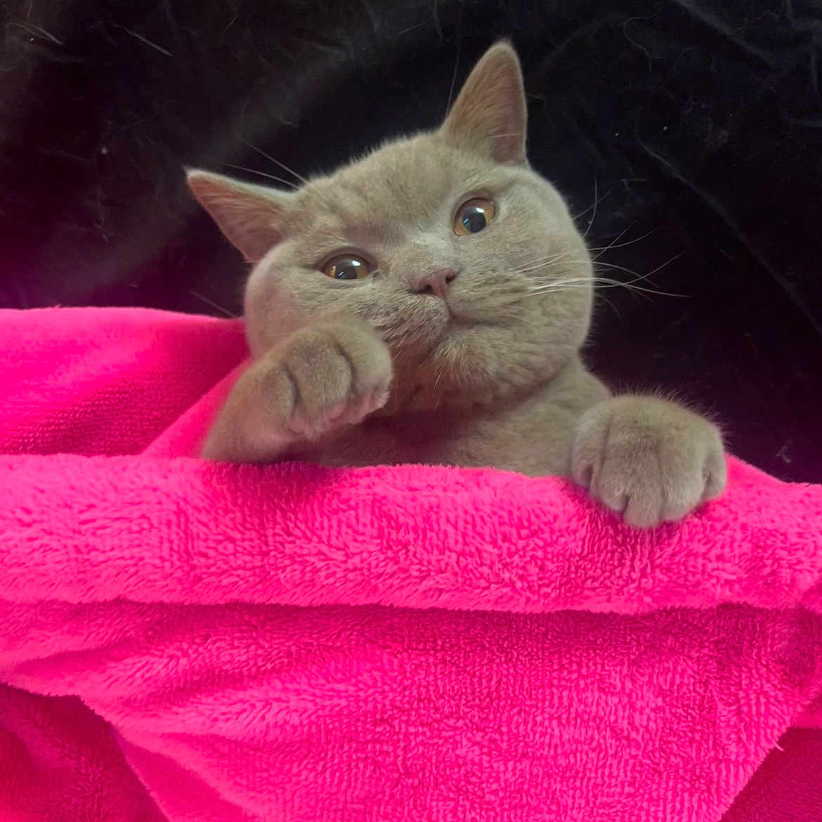 Luey is registered to the contest to win money with this photo: cat, kitten, gray_fur, animal, pet, face, eyes, whiskers, ears, paws, pink_blanket, fleece, indoor, portrait, close_up, looking_at_camera, resting, cozy, colorful, cute