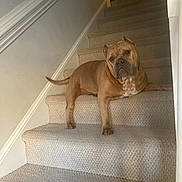 Angel Robinson is registered to the contest to win money with this photo: dog, stairs, carpet, indoor, pet, animal, brown_dog, canine, stairs_carpet, relaxed, looking, head_tilt, house, wall, paw, pet_portrait, dog_face, domestic, companion, resting