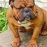 Handsome joined the competition — help win amazing prizes! animal, black_nose, brown_fur, bulldog, canine, closeup, collar, concrete, dog, ears, expression, fur, grass, outdoor, paws, pet, portrait, sitting, step, wrinkles