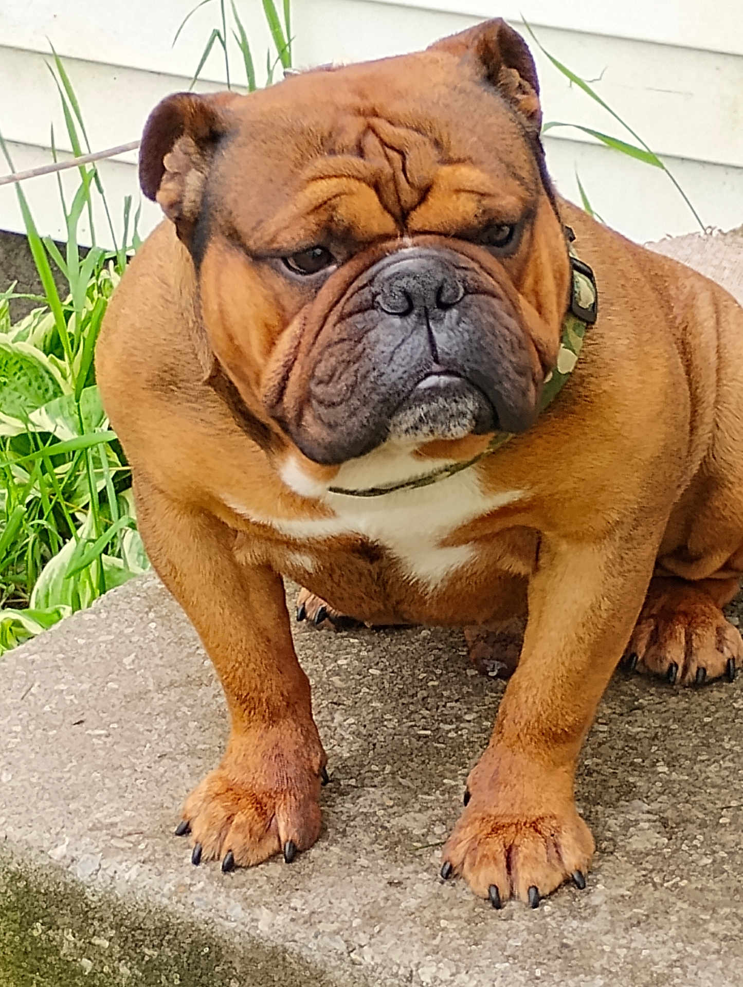 Handsome joined the competition — help win amazing prizes! animal, black_nose, brown_fur, bulldog, canine, closeup, collar, concrete, dog, ears, expression, fur, grass, outdoor, paws, pet, portrait, sitting, step, wrinkles
