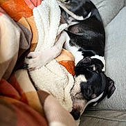 Cooper is registered to the contest to win money with this photo: black_and_white, blanket, comfort, couch, cozy, cute, dog, fur, home, indoor, nap, paw, peaceful, pet, relaxation, resting, sleeping, snuggled, soft, warm
