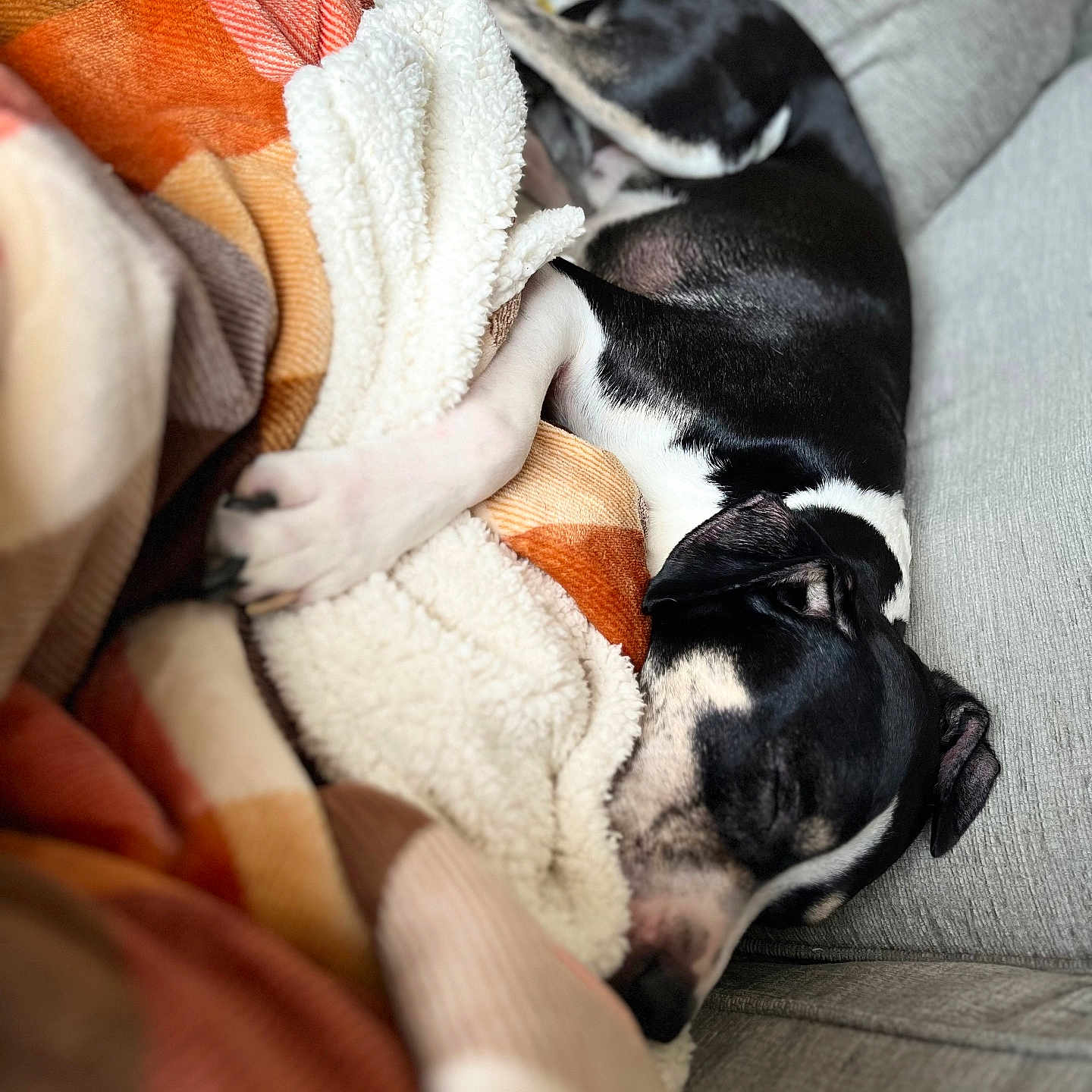 Cooper is registered to the contest to win money with this photo: black_and_white, blanket, comfort, couch, cozy, cute, dog, fur, home, indoor, nap, paw, peaceful, pet, relaxation, resting, sleeping, snuggled, soft, warm