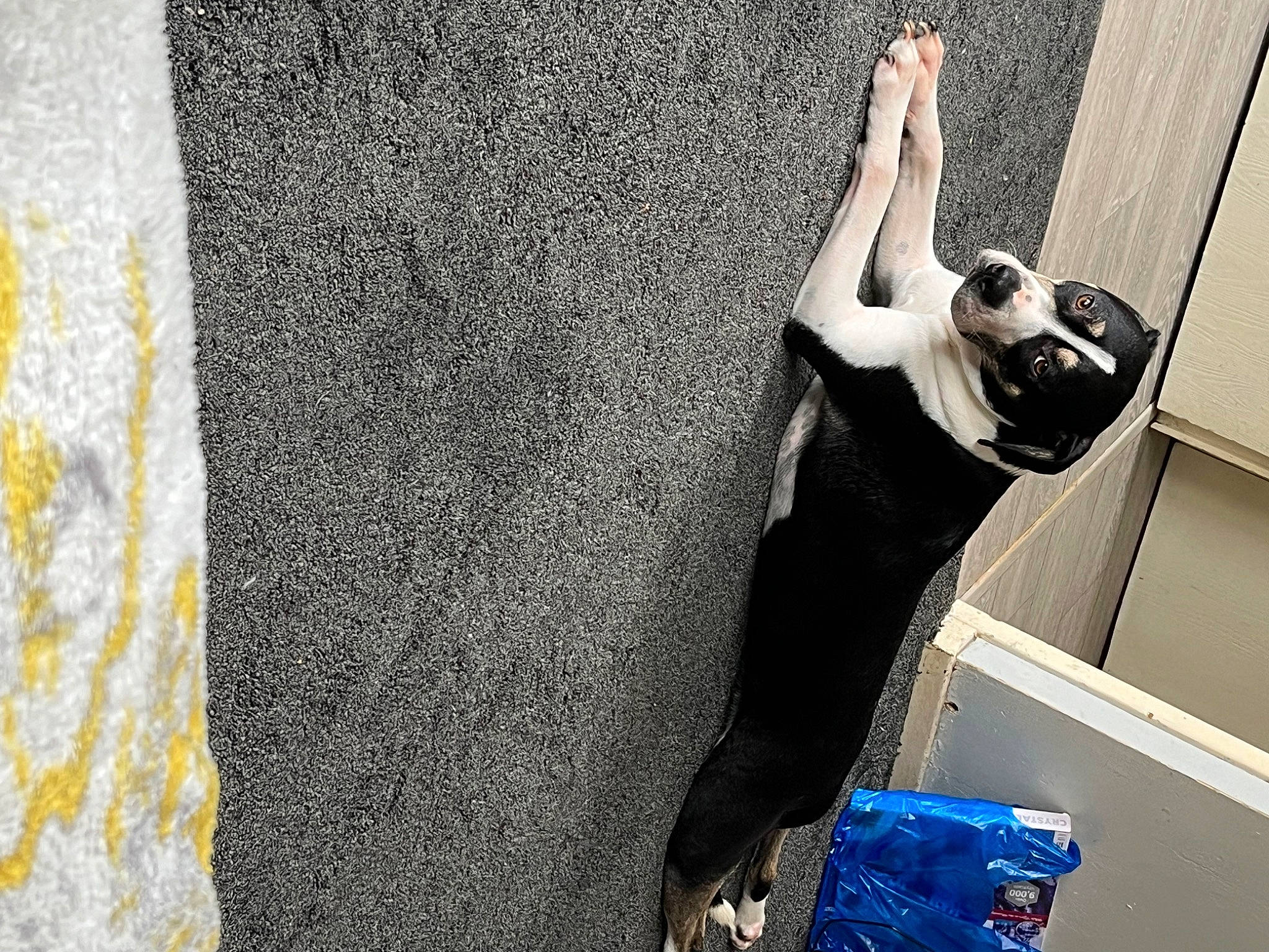 Cooper is registered to the contest to win money with this photo: adventure, art, climbing, concrete, elbow, flash_photography, font, grey, human_leg, knee, recreation, room, sport_climbing, thigh, tree, trunk, visual_arts, waist, wall, wood