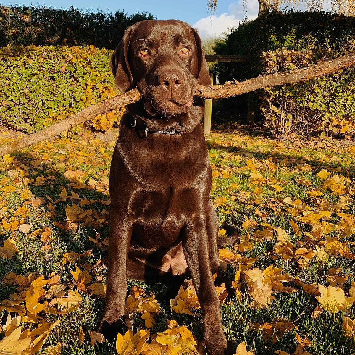 Prince participe au concours pour gagner de l'argent avec cette photo : animal, autumn, blue_sky, canine, chocolate_lab, collar, dog, fall, grass, hedge, labrador, leaves, nature, outdoor, pet, playful, sitting, stick, sunlight, tree