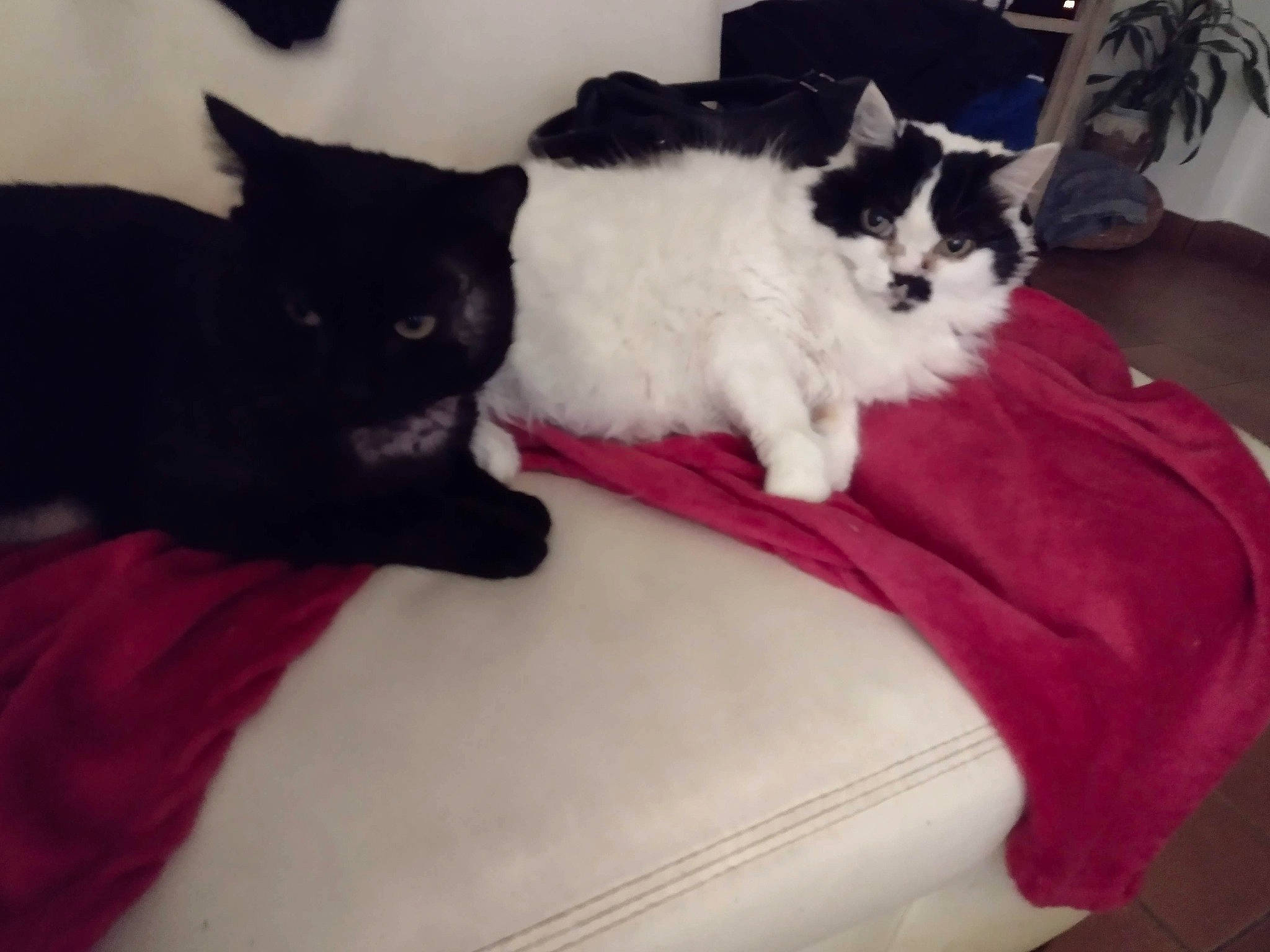 Poulet participe au concours pour gagner de l'argent avec cette photo : black_cat, carnivore, cat, cat_supply, comfort, companion_dog, domestic_short_haired_cat, felidae, flooring, fur, linens, mammal, paw, room, sitting, small_to_medium_sized_cats, snout, tail, vertebrate, whiskers